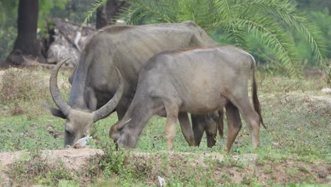 Buffalo-eating-grass--green--trees-