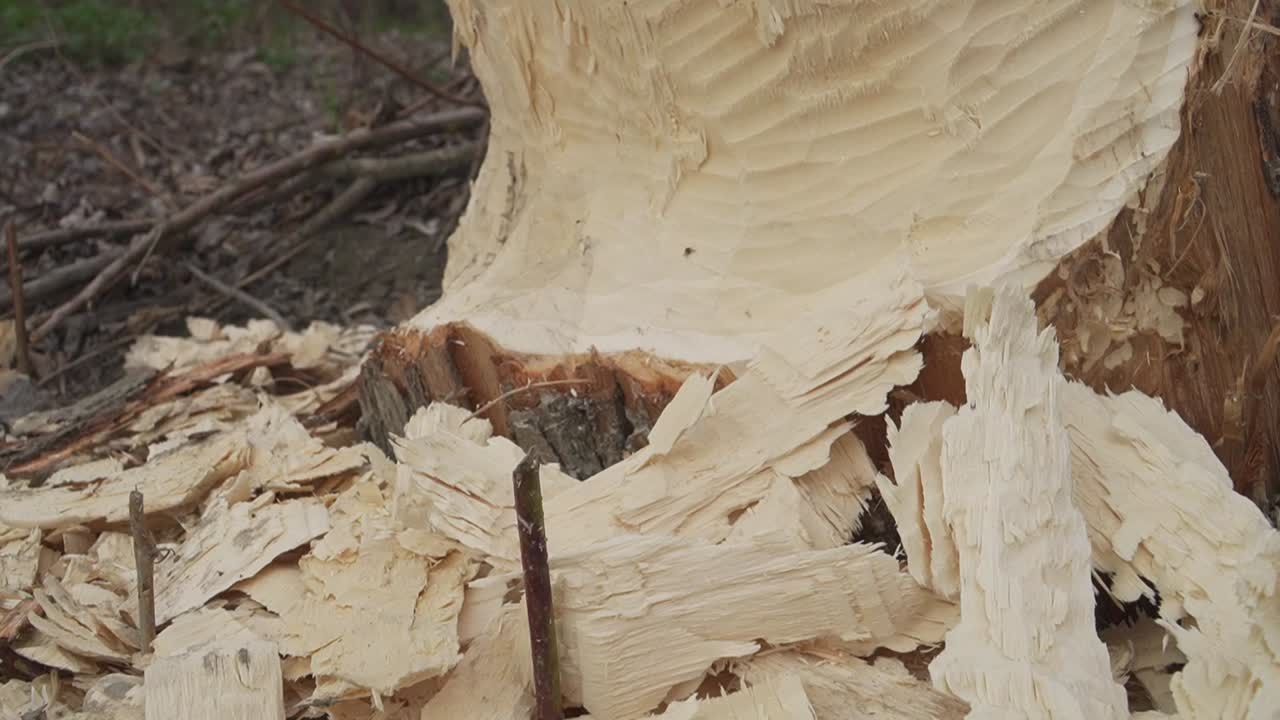 Detailed view of a tree trunk chewed by a beaver, showcasing fresh wood chips and deep tooth marks left at the tree’s base. This ground-level highlights the impressive precision of beaver activity