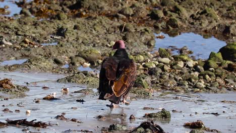 Ugly-black-red-brown-vulture-walks-along-rocky-shoreline-beach-in-mexico