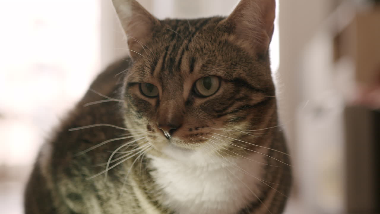 primer plano de la cara de un gato guiñando un ojo a la cámara