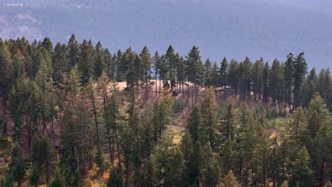 widok z lotu ptaka na przyrodę w pobliżu harper mountain, kamloops: harmonia lasów i górskich łąk