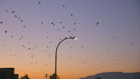 bandada de aves migratorias volando y posadas en una farola, después del atardecer en el cielo