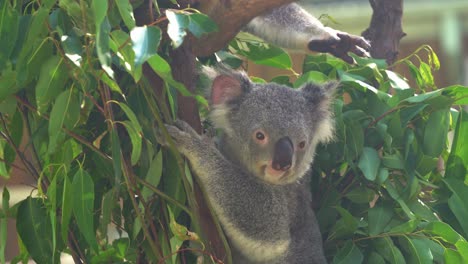 tree hugger, cute koala, phascolarctos cinereus wondering around its surrounding and looking into the camera at wildlife sanctuary, australian native animal conservation reserve, close up shot