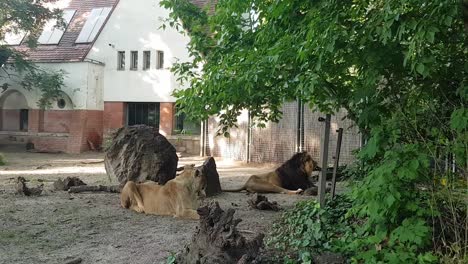 Männliche-Und-Weibliche-Erwachsene-Löwen,-Die-Im-Zoo-Friedlich-Auf-Dem-Boden-Liegen