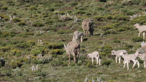 Süße-Wolllämmer-Folgen-Einer-Schafherde,-Die-Auf-Einer-Wilden-Grünen-Wiese-Weidet