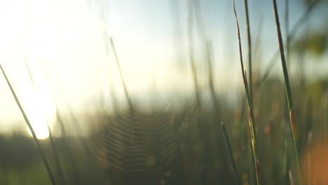 gimbal shot around a spiders cobweb backlit by the sunrise in new zealand