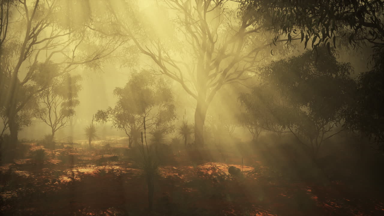 안개가 가득한 오스트레일리아 숲을 가로지르는 빛