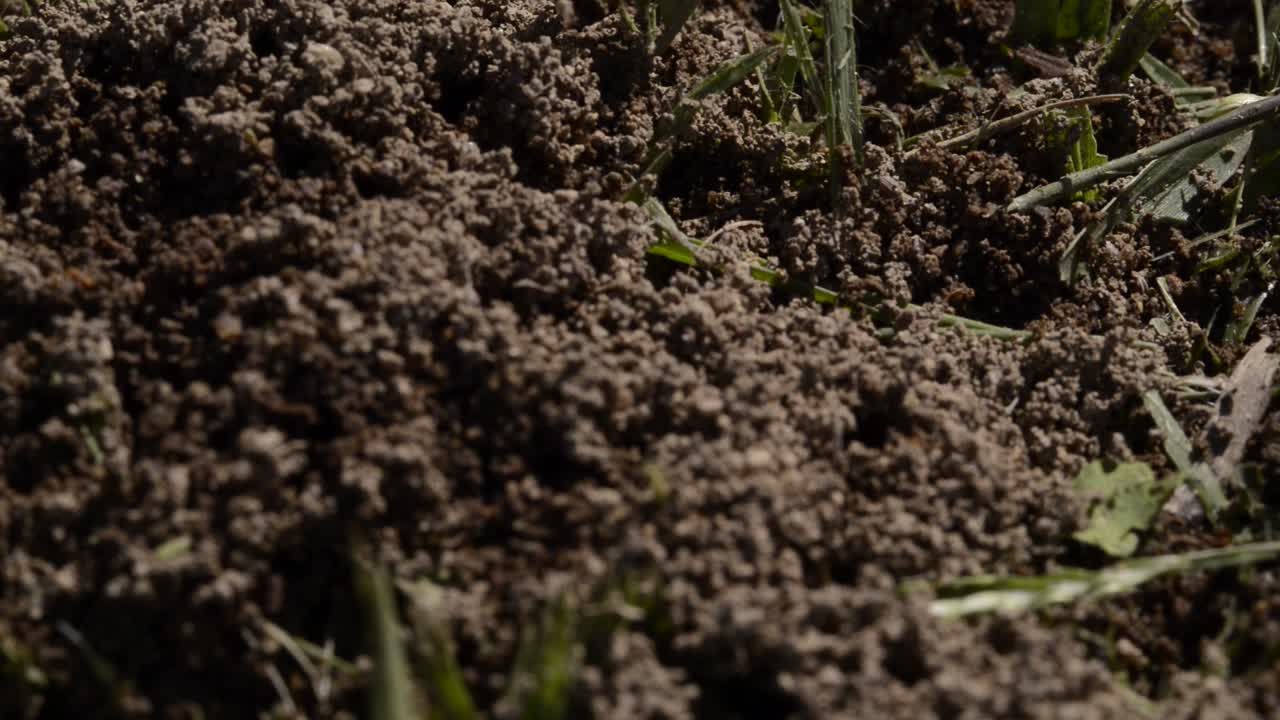 Working Ants in their anthill at high speed shot, going in and out of their nest. Bugs life registered with macro photography lens.