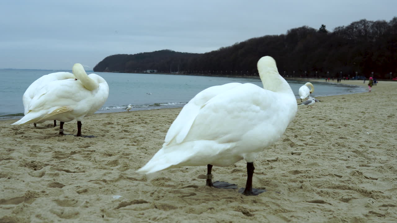 close-up group Swans wash themselves on the beach