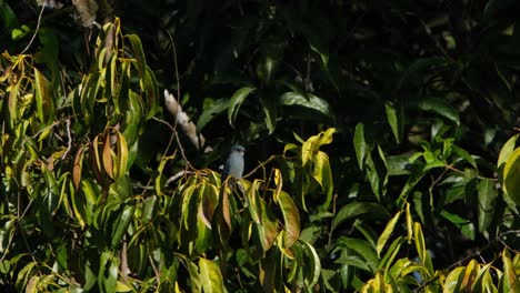 Perched-on-a-branch-and-bird-flew-out-of-the-left-of-the-frame,-Verditer-Flycatcher,-Eumyias-thalassinus,Thailand