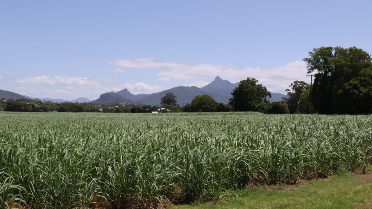 A time-lapse of a vibrant green field with mountains and trees under a clear blue sky.