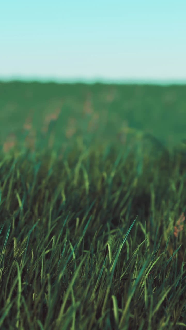 Campo de hierba verde