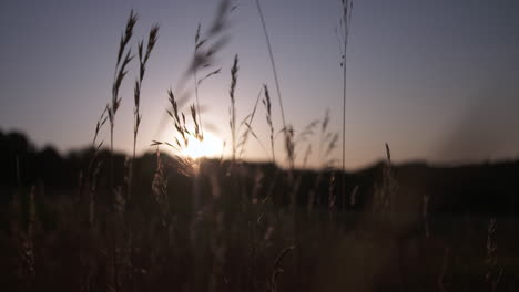 cinematic close up of wheat in field at sunset with plant shadows and warm sunshine during summer