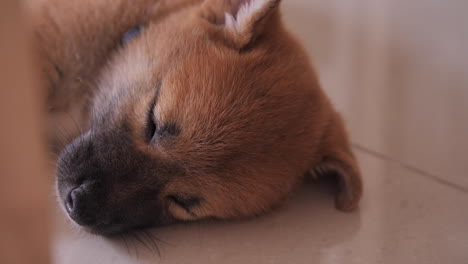 tired cute little red shiba inu puppy sleeping soundly on the floor