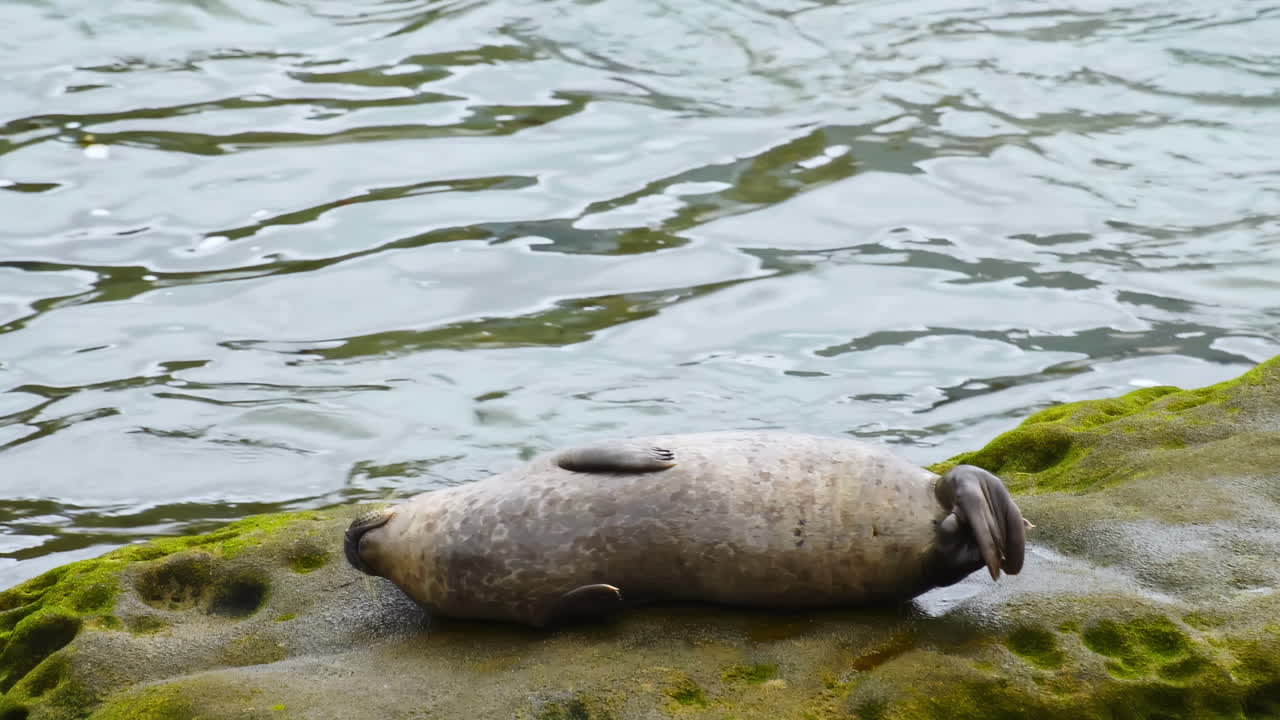 Baby seal arranging himself more comfortably on his back, yawning and goes to sleep on a rock