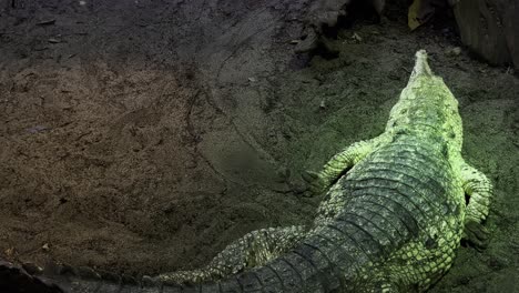 Crocodile-is-by-the-water-under-a-heat-lamp-in-the-sand