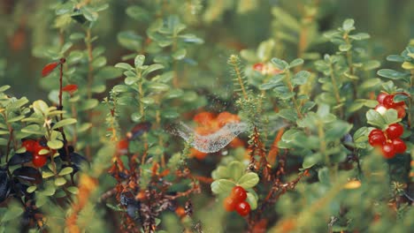 Delicate-cobwebs-strewn-with-dewdrops-stretch-between-cranberry-shrubs