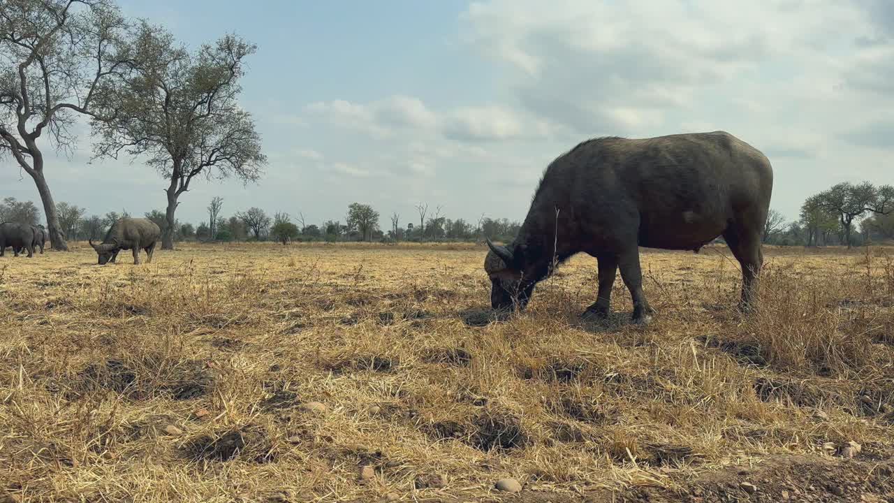 남성 아프리카 버팔로 (syncerus caffer) 가 잠비아의 사우스 루앙가 국립공원에서 목축하고 있습니다.