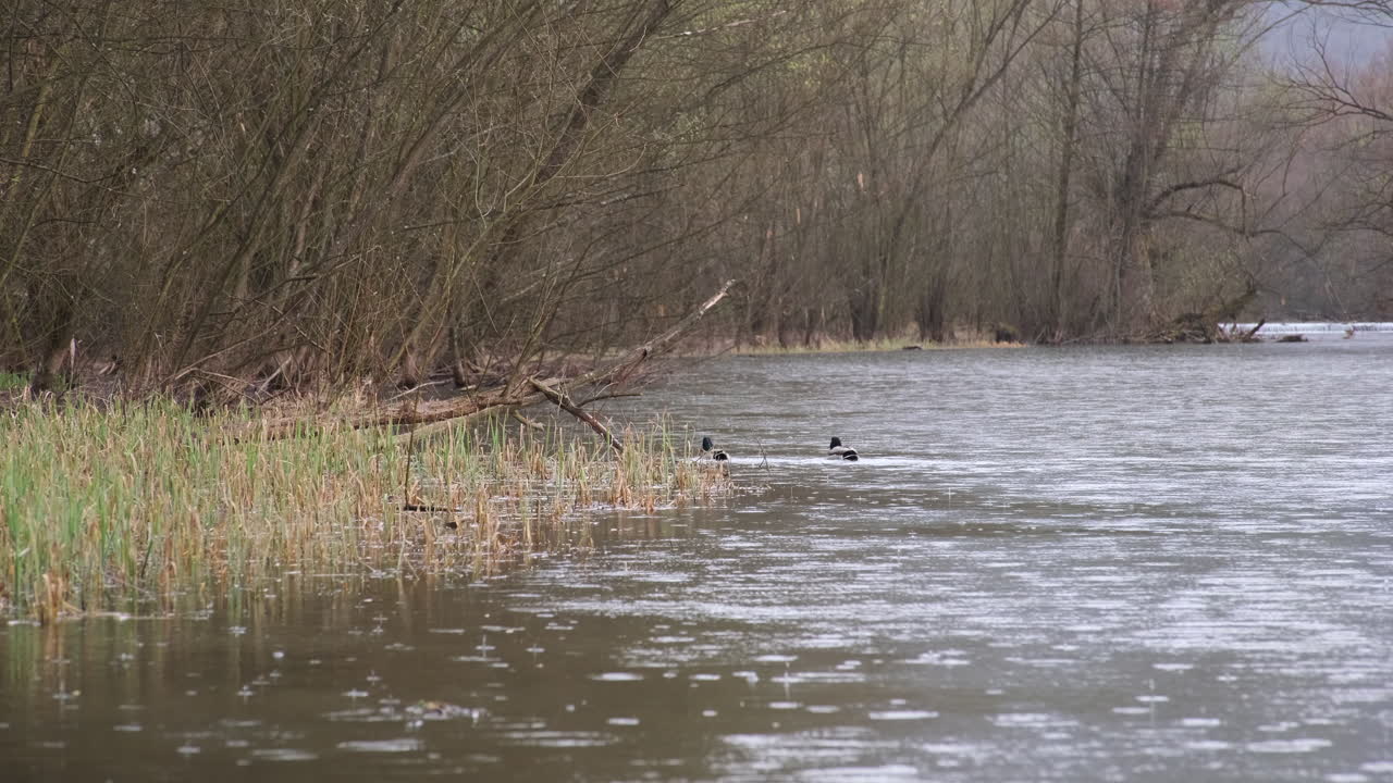 A serene river setting with reeds in the foreground and a duck gliding peacefully through the water