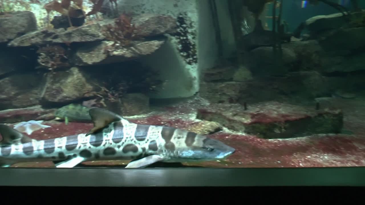 동물원 수족관에서 물고기 보기