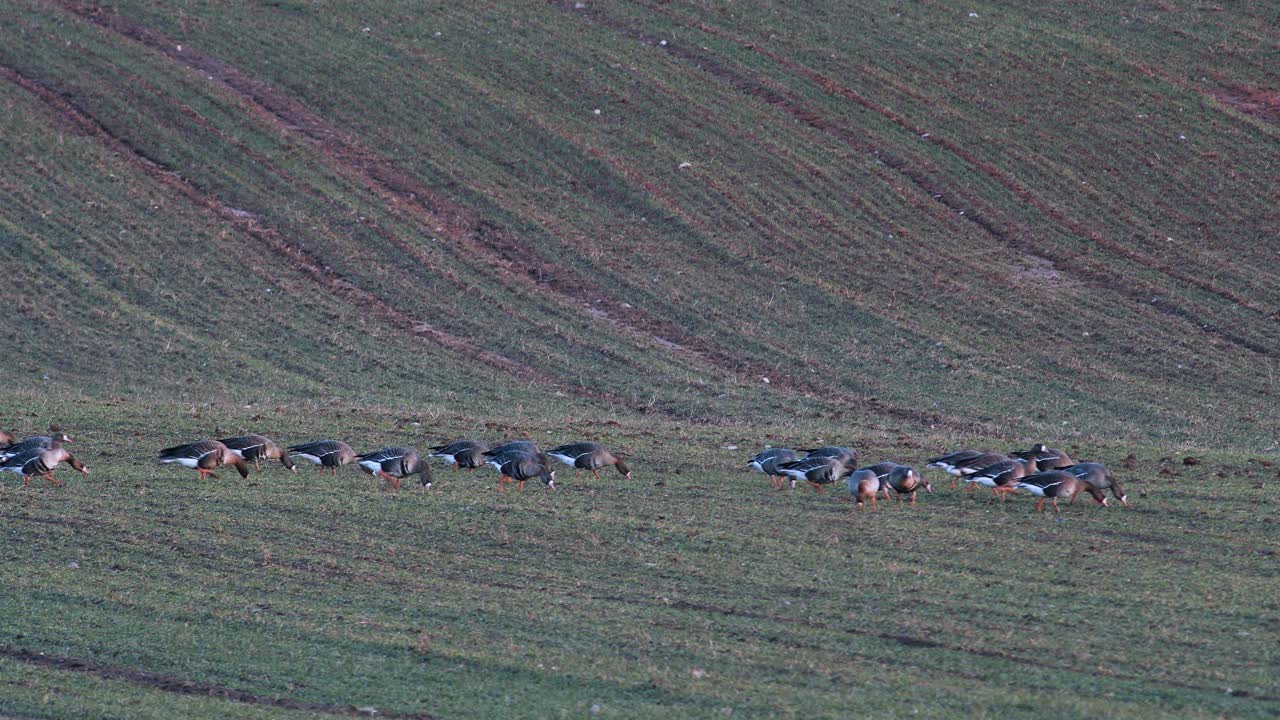 봄철 이동하는 동안 겨울 밀밭에 있는 흰머리 기러기 알비프론의 큰 무리