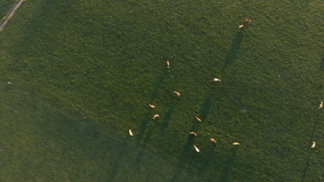 바이에른 알프스 지역의 녹지에서 방목하는 동안 소 떼의 공중 클립