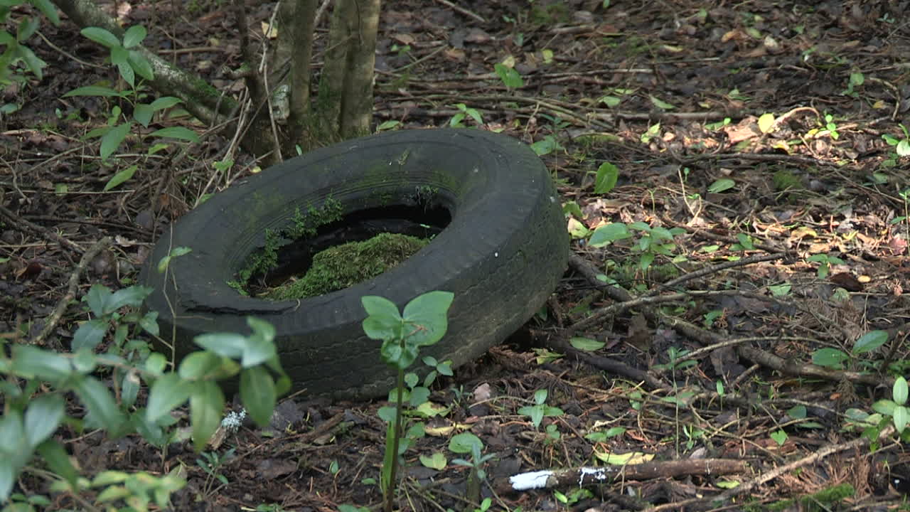 un neumático de camión desechado como basura en un parque forestal