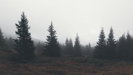 Panorámica-De-Izquierda-A-Derecha-De-Un-Bosque-De-Pinos-Oscuro-Con-Niebla-En-El-Fondo-Y-Una-Atmósfera-Cambiante-En-General