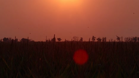 Vögel-Stürzen-Herab,-Um-Fliegen-über-Einem-Maisfeld-In-Einem-Leuchtend-Orangefarbenen-Sonnenuntergang-Zu-Fressen