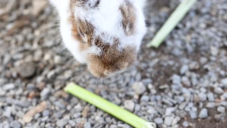 rabbit nibbling on vegetables in bangkok market