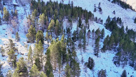 drone footage of trees under the snow with a golden sunlight in the pyrenees mountains