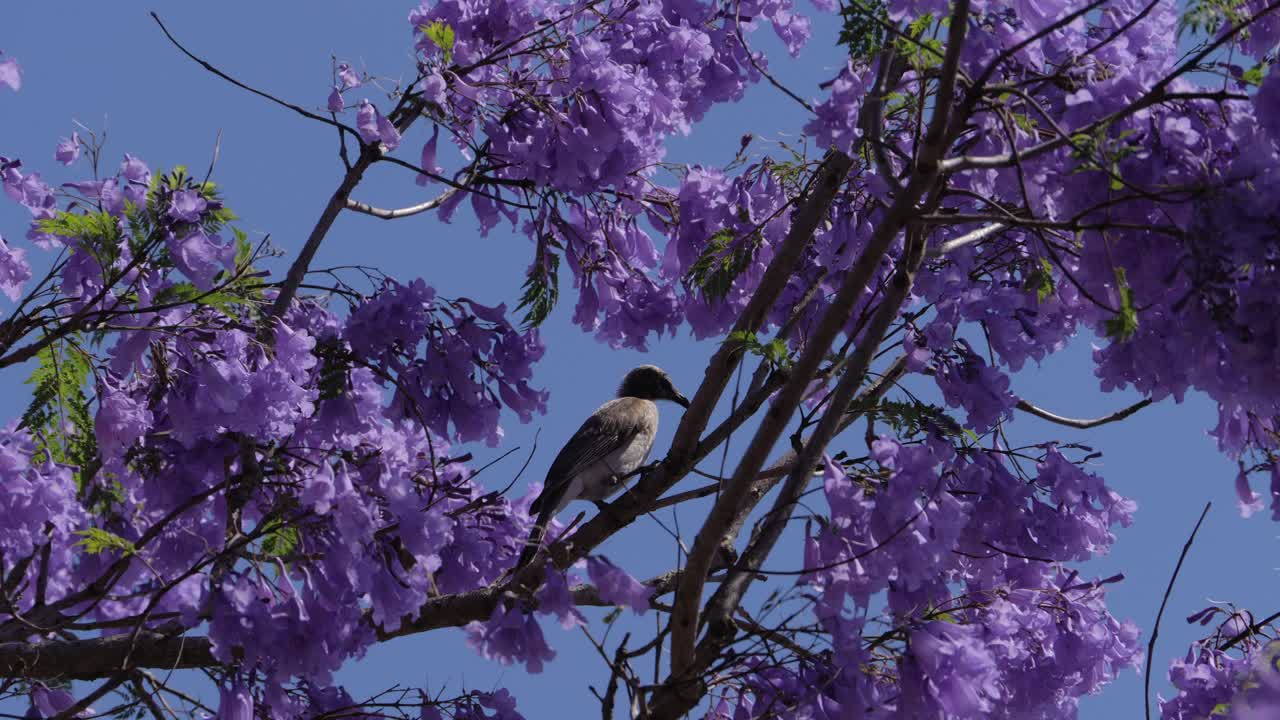 Bird Perching On Jacaranda Tree Branch At Grafton In Australia - Low Angle Shot