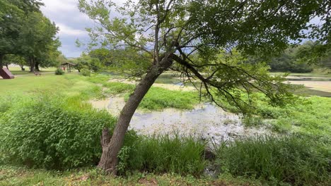 tree-near-pond-with-lush-greens-and-pond-scum-panning-left-then-right