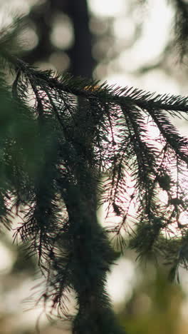 close-up of lush green pine branches stretching towards bright blue sky, highlighting intricate details of needles, creating a tranquil natural scene with soft daylight enhancing serene forest