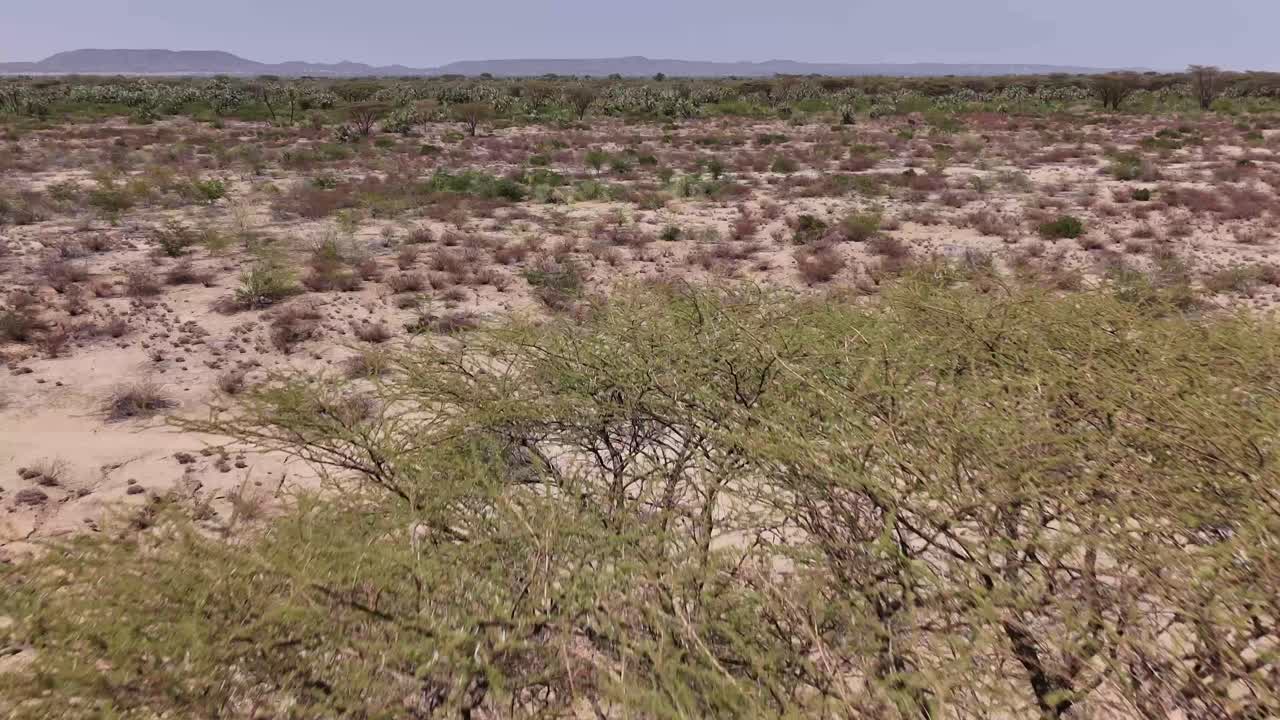 드론은 케냐 사막의 아카시아 나무 위로 매우 낮게 날아갑니다.