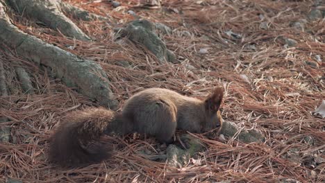 ardilla gris euroasiática en el suelo en el bosque de abetos en busca de comida al atardecer