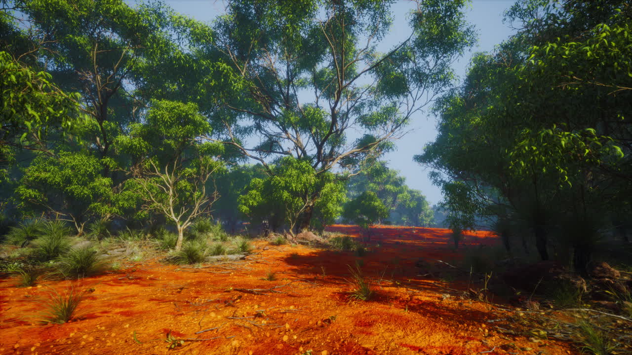 놀라운 오스트레일리아 아웃백 숲 풍경