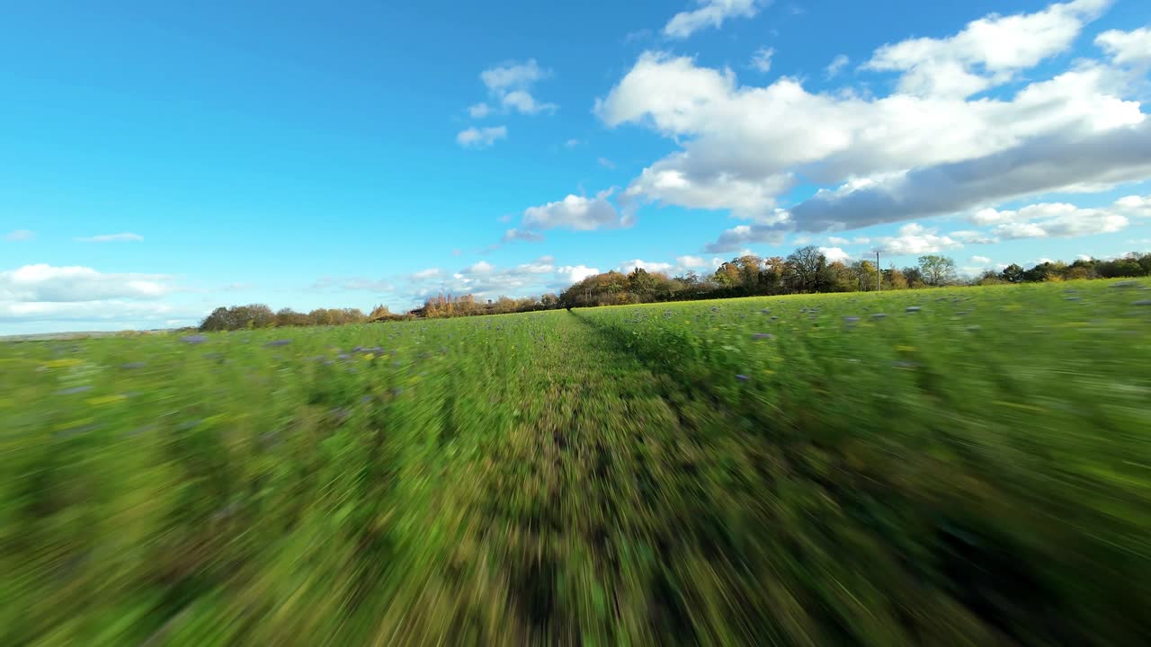 Drone FPV che esegue un rapido volo a bassa quota sopra fiori di prato dorati autunnali con luce del tramonto e scenario paesaggistico rurale inglese, Regno Unito
