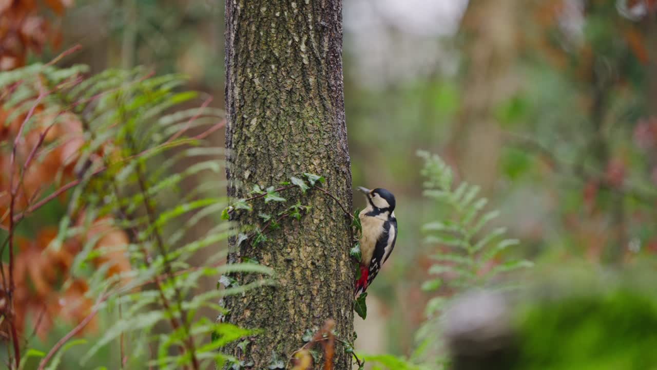 Bird holds still on tree trunk, softly lit forest in background
