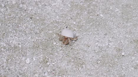 Observe-El-Fascinante-Mundo-De-Los-Pequeños-Cangrejos-Ermitaños-En-Las-Costas-Arenosas-De-Maldivas,-Mientras-Se-Escabullen-Por-La-Playa-Con-Sus-Conchas-únicas