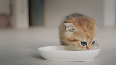 ginger kitten eats from a bowl on the floor in the living room at home