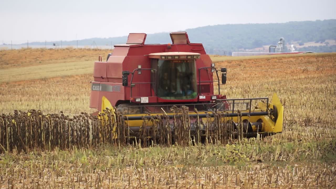 Harvesting machine harvesting sunflower crop for pip oil. Mechanized agriculture.