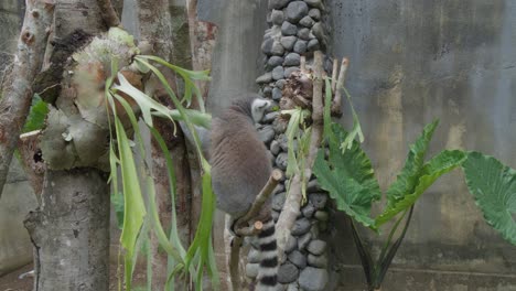 lemur de cola anillada sentado en una rama de árbol en un recinto del zoológico