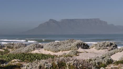 Abundantes-Arbustos-Bajos-Crecen-En-La-Playa-De-Arena-De-Ciudad-Del-Cabo,-Montaña-De-La-Mesa-Más-Allá