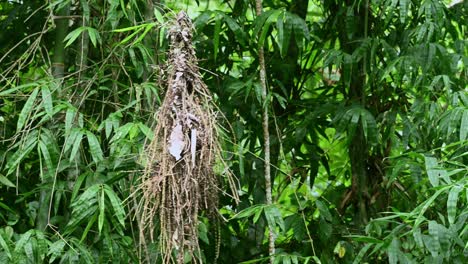 Pico-Oscuro,-Corydon-Sumatranus