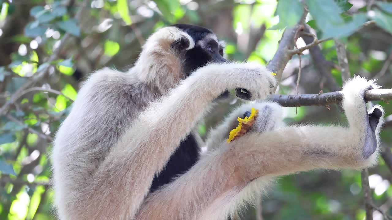 el gibón comiendo en la rama del árbol