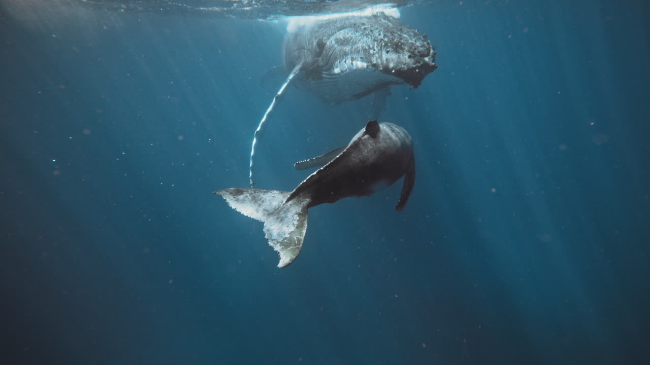 Beautiful Humpback Whales Migrating In Vava'u Tonga