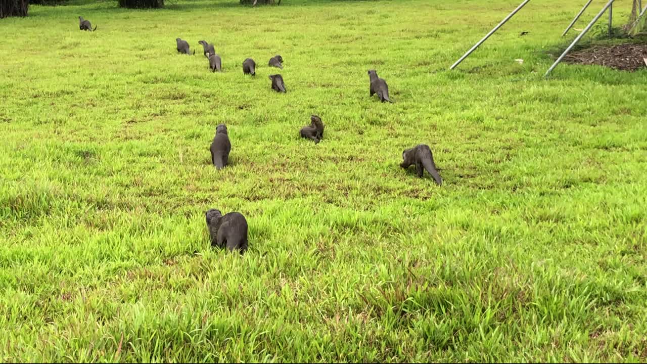 싱가포르 야생 동물, 싱가포르 마리나 베이의 수달