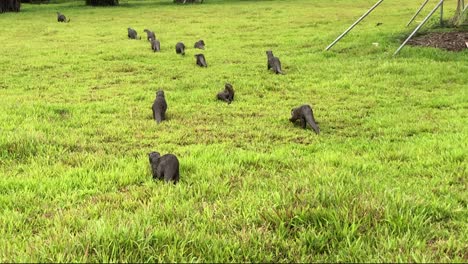 fauna de singapur, las nutrias de la bahía marina de singapur