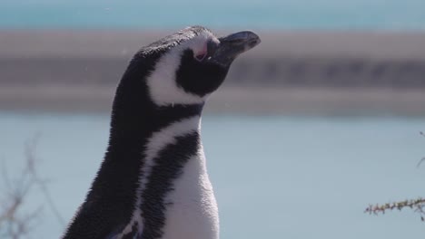 Penguin-Shaking-Head---Magellanic-Penguin-Standing-On-Shore-Of-Peninsula-Valdes-In-Patagonia,-Argentina